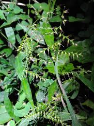 Image result for Oplismenus compositus