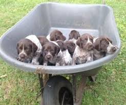 German Shorthaired Pointer Puppies For Sale Charleston Sc Dog Pointer Puppies German Shorthaired Pointer Puppies For Sale