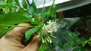 Image result for Pavetta sp. I