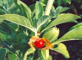 Image result for Erythroxylaceae