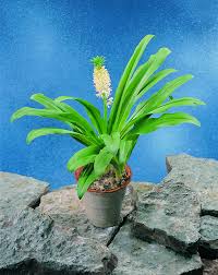 Image result for Eucomis zambesiaca