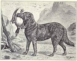 Image result for chesapeake bay retrívr