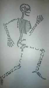 Human Bone Diagram Nursing Students Science School