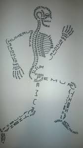 human bone diagram nursing students science school