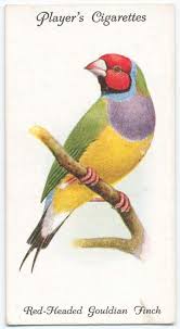 Birds That Cannot Fly With Names Red Headed Gouldian Finch Id 462735 Nypl Digital Gallery Vintage Birds Birds Painting Animal Drawings
