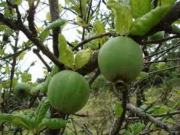 Image result for Catunaregam