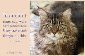 101 Cat Quotes For Owners Under Their Purrfect Spells
