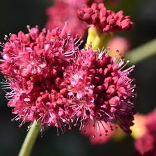 Image result for Eriosema pauciflorum