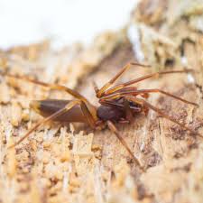 Image result for große winkelspinne biss haut reaktion