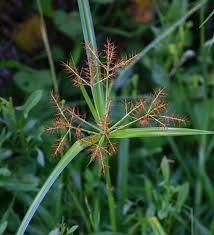 Image result for Cyperus distans
