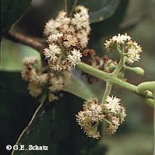 Image result for Monimiaceae