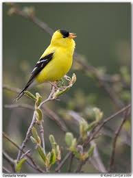 Chardonneret Jaune Spinus Tristis Chardonneret Oiseaux Jaunes Oiseaux Colores