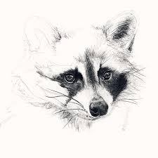 Drawing Sketches Animals Sketch On Instagram Animal Sketches Sketches Drawings