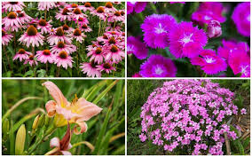 We did not find results for: 15 Pink Plants That Will Look Amazing In Your Garden Garden Lovers Club