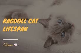 With every stage of my cats' life, i've tried and tested what works best to improve their quality of life and provide them with longevity beyond what is typically expected. How Long Do Ragdoll Cats Live A Breed Overview Tinpaw
