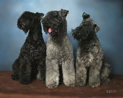 Please check again soon for new, beautiful kerry blue. Kerry Blue Terriers Saw My First Ones At My First Dog Show And They Do Look Blue 3 From Ireland Kerry Blue Terrier Kerry Blue Pet Breeds
