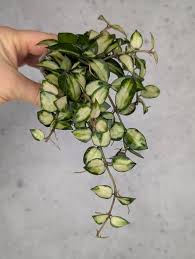 Image result for Selago lacunosa