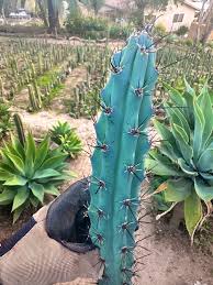 Image result for Pycreus aethiops