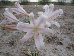 Image result for Crinum crassicaule