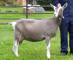 There are many recognized breeds of domestic goat (capra aegagrus hircus). Toggenburg Goat Size Habitat And Images Petworlds Net