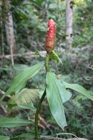 Image result for Costus