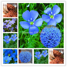 Résultat de recherche d'images pour "fleur de lin bleue"