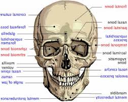 The human skeleton is divided into two categories, such as, axial skeleton (head and trunk of the body) and appendicular skeleton (limbs and the. Bones Of Head Picture Human Anatomy Body Anatomy Bones Skin Anatomy Skull Anatomy