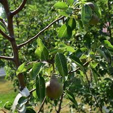 Image result for Pyrus