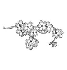 Drawing academy provides the foundational skills that every great artist needs to have. Cherry Blossom Tree Line Drawing Vector Images Over 310