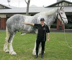This horse, foaled 1846, measured 21.2½ hands, 2.19 m (7 ft 2.5 in) in 1850 and was later said to have weighed 1,524 kg (3,359 lb). This Is Noddy The Current World S Tallest Horse Record Holder Noddy Is A Towering 20 2 Hands At The Withers Or 6 8 Tall Horses Big Horses Beautiful Horses