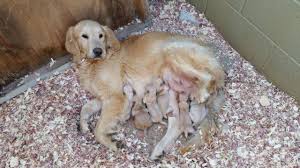 With the most adorable golden retriever puppies for sale. Akc Golden Retriever Puppies For Sale In San Diego California Classified Americanlisted Com
