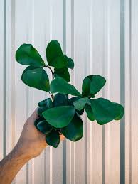 Image result for Ficus triangularis