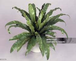 Image result for Aspleniaceae