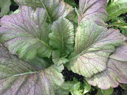 This video covers my 5 favourite crops to grow in partial shade and why i like them. 7 Vegetables That Grow In Shade Smart Pot Blog