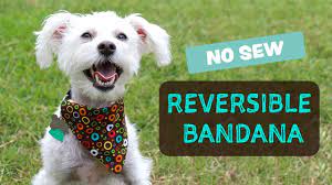 Slip it through the collar, and put it on your dog. Diy Reversible Dog Bandana No Sew Bandana De Perro Youtube Dog Bandana No Sew Dog Bandana Pattern Dog Bandana