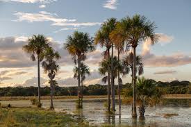 Image result for Chironia flexuosa