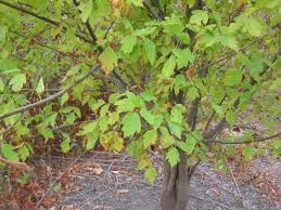 Image result for Acer negundo