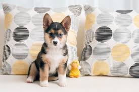 She has the cutest little docked tail that goes a hundred miles an hour when she. Puppy Love Addie The Corgi Australian Shepherd Mix Daily Dog Tag