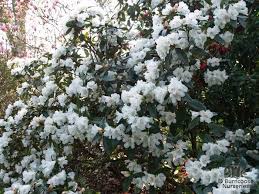 Rhododendron Fragrantissimum From Burncoose Nurseries Rhododendron Hybrids Rhododendron Plants Plants To Attract Bees