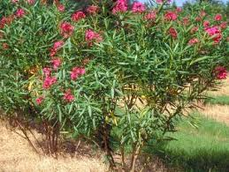 Did your dog eat part of your oleander bush or flowers from a nicely groomed oleander tree? Oleander Is A Beautiful But Poisonous Shrub Hgtv