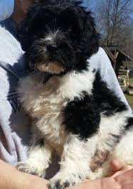 Puppies in standard, medium, miniature and petite sizes and in all colors. Party Mix Goldendoodle Puppies 11 Weeks For Sale In Bemidji Minnesota Classified Americanlisted Com