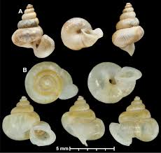 Check spelling or type a new query. Genus Level Revision Of The Alycaeidae Gastropoda Cyclophoroidea With An Annotated Species Catalogue