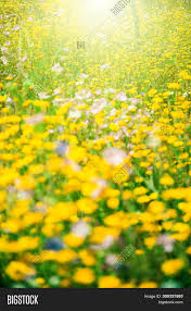We hope you enjoyed the collection of field of flowers wallpaper. Yellow Field Flowers Image Photo Free Trial Bigstock
