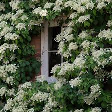 If a plant display is wanted quickly, a climber can achieve this. How To Grow Climbing Plants Gardening Advice The Guardian