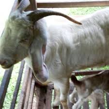 Tundra adalah zon iklim, di satu pihak dibatasi oleh expanses es yang tak terbatas di artik, dan di sisi lain, oleh hutan taiga. Jual Beli Lembu Kambing Haiwan Ternakan Siaran Facebook