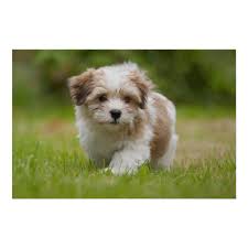 It's also free to list your available puppies and litters on our site. Havanese Puppy Poster Artofit