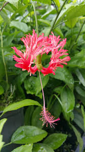 Image result for Hibiscus schizopetalus