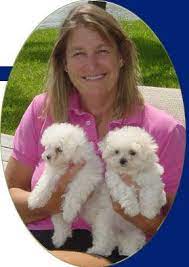 Maybe you would like to learn more about one of these? Maltese Puppies I Bought My Adorable Biscuit 5 Years Ago From Kit Maltese Dog For Sale Chihuahua Puppies For Sale Maltese Puppy