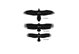 Auch so imposante tiere wie der steinadler und der steinbock wohl und mit etwas glück kann man sogar bartgeier beobachten. 03 10 Hilf Mit Bei Der Bartgeierinventur Alpintreff