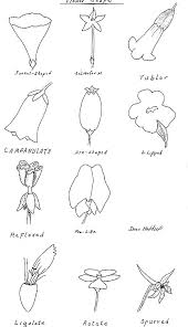 Kids different types of flowers drawing with names. Kansas Wildflowers And Grasses Plant Morphological Features